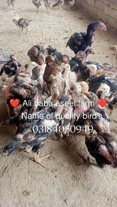 all types of aseel chicks available at Ali baba aseel farm