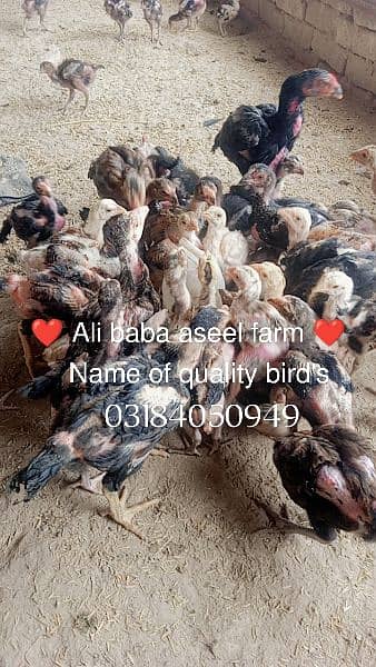 all types of aseel chicks available at Ali baba aseel farm 0