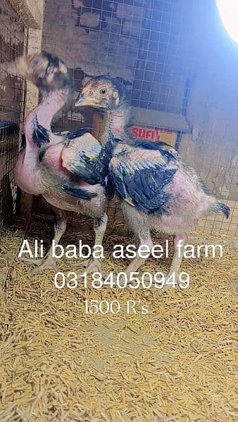 all types of aseel chicks available at Ali baba aseel farm 1