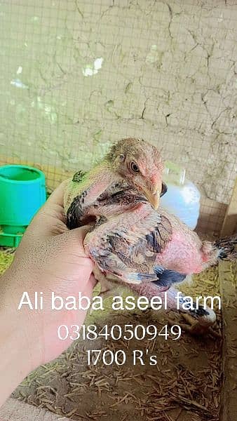all types of aseel chicks available at Ali baba aseel farm 2