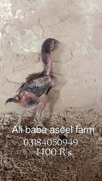 all types of aseel chicks available at Ali baba aseel farm 3