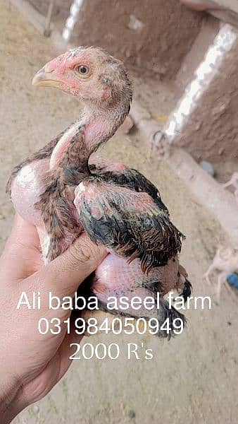 all types of aseel chicks available at Ali baba aseel farm 4