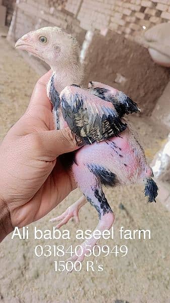 all types of aseel chicks available at Ali baba aseel farm 5