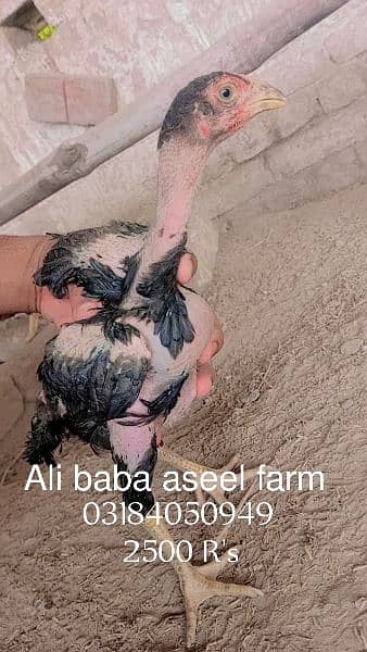 all types of aseel chicks available at Ali baba aseel farm 7