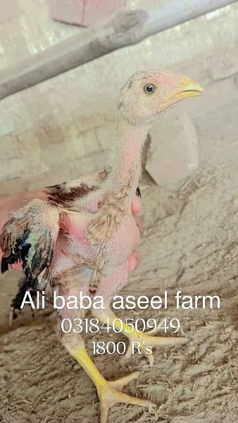 all types of aseel chicks available at Ali baba aseel farm 8