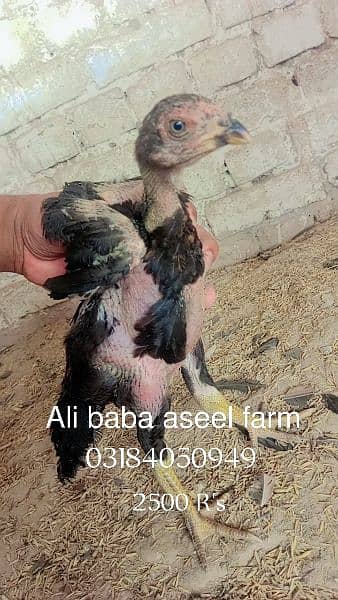 all types of aseel chicks available at Ali baba aseel farm 9