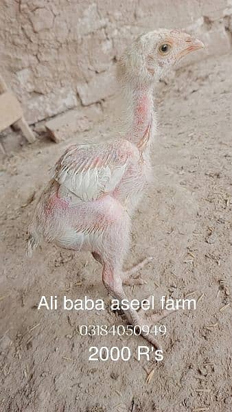 all types of aseel chicks available at Ali baba aseel farm 12