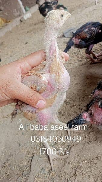 all types of aseel chicks available at Ali baba aseel farm 15