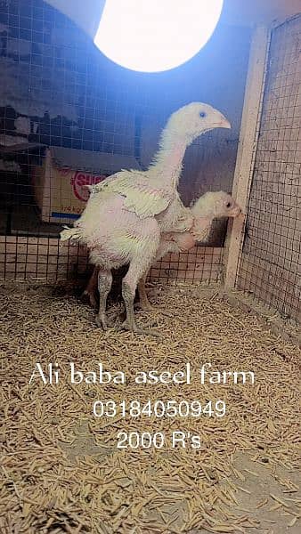 all types of aseel chicks available at Ali baba aseel farm 17