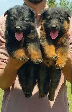 German Shepherd double coat pair | German Shepherd Puppies For Sale 0
