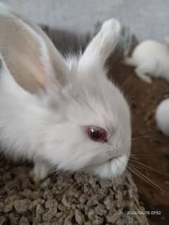Rabbits Red Eyes. 500per peice. 0