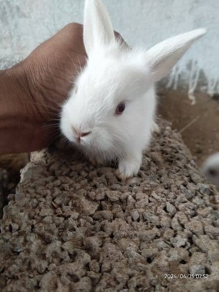 Rabbits Red Eyes. 500per peice. 1