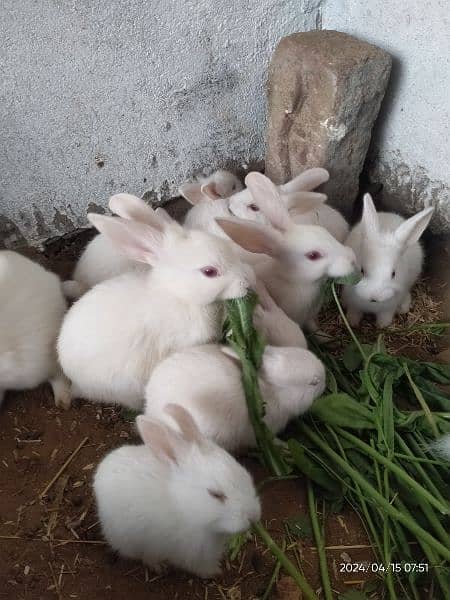 Rabbits Red Eyes. 500per peice. 2