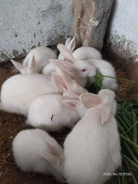 Rabbits Red Eyes. 500per peice. 3