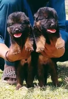 German Shepherd double coat pair | German Shepherd Puppies For Sale