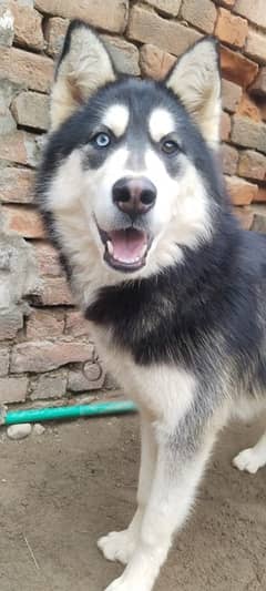 Siberian Husky Female Oaad Eyes