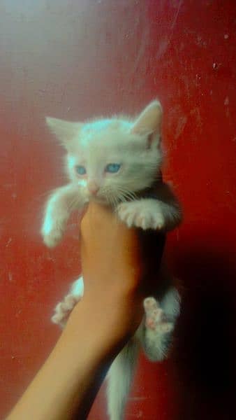 Persian cat baby available for sale 2