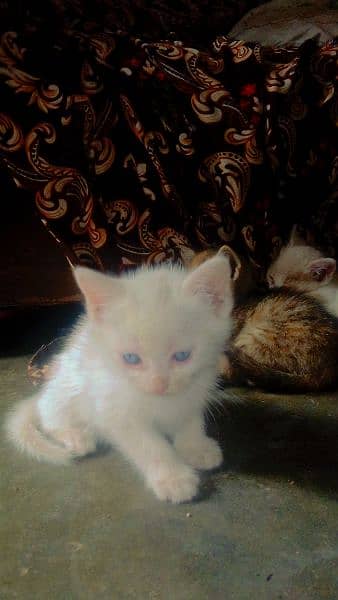 Persian cat baby available for sale 3