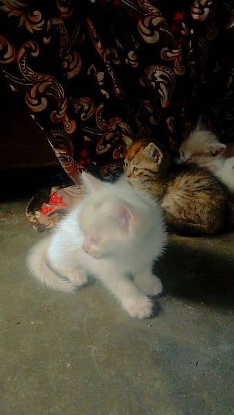 Persian cat baby available for sale 4