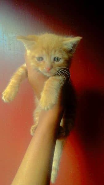 Persian cat baby available for sale 6