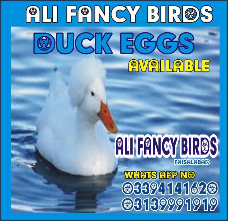 Duck chicks & frash & fertile eggs 4