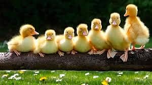 Duck chicks & frash & fertile eggs 1