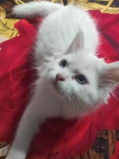 White Kitten 2 month old Semi Punch face
