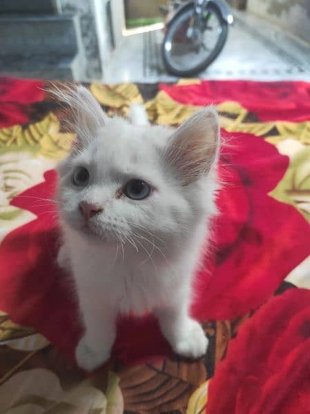 White Kitten 2 month old Semi Punch face 1