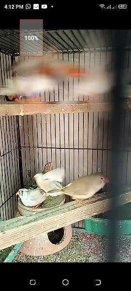 finch undersize mutation see details 1