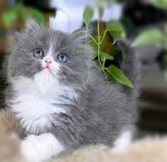 Persian, Ragdoll, Siamese Kittens.