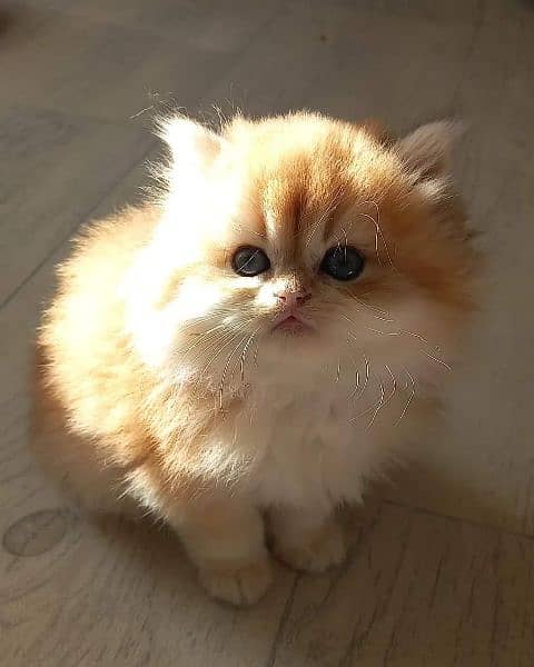 Persian, Ragdoll, Siamese Kittens. 2