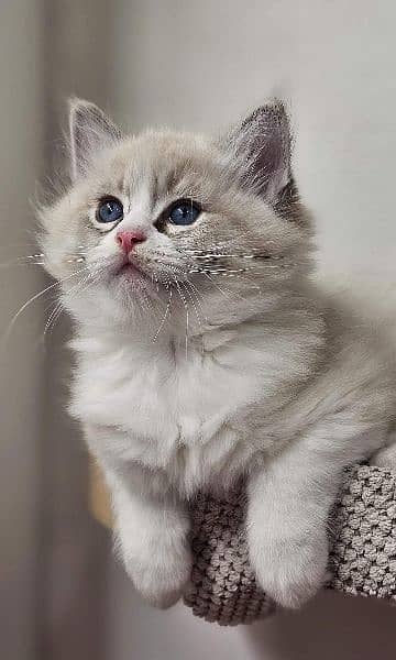 Persian, Ragdoll, Siamese Kittens. 3