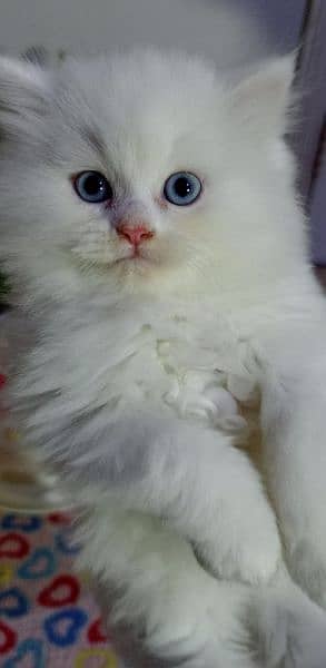 Persian, Ragdoll, Siamese Kittens. 4