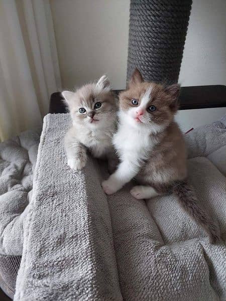 Persian, Ragdoll, Siamese Kittens. 5