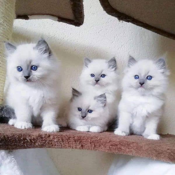 Persian, Ragdoll, Siamese Kittens. 10