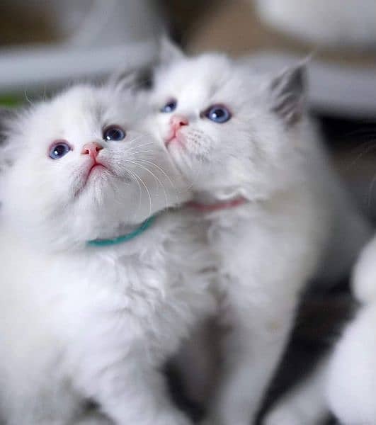 Persian, Ragdoll, Siamese Kittens. 12