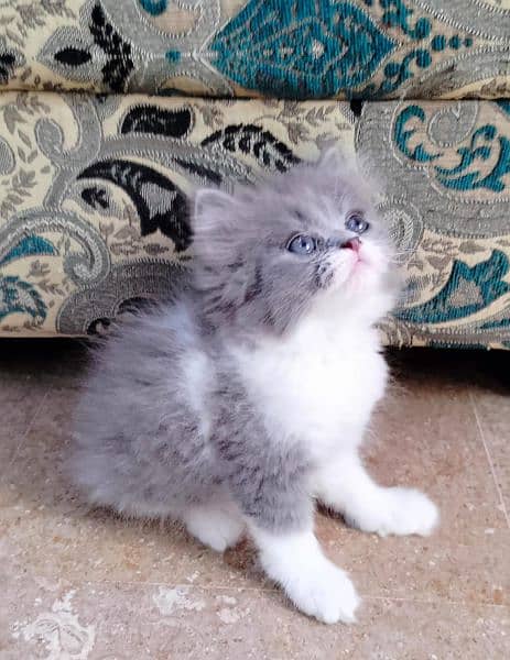 Persian, Ragdoll, Siamese Kittens. 13
