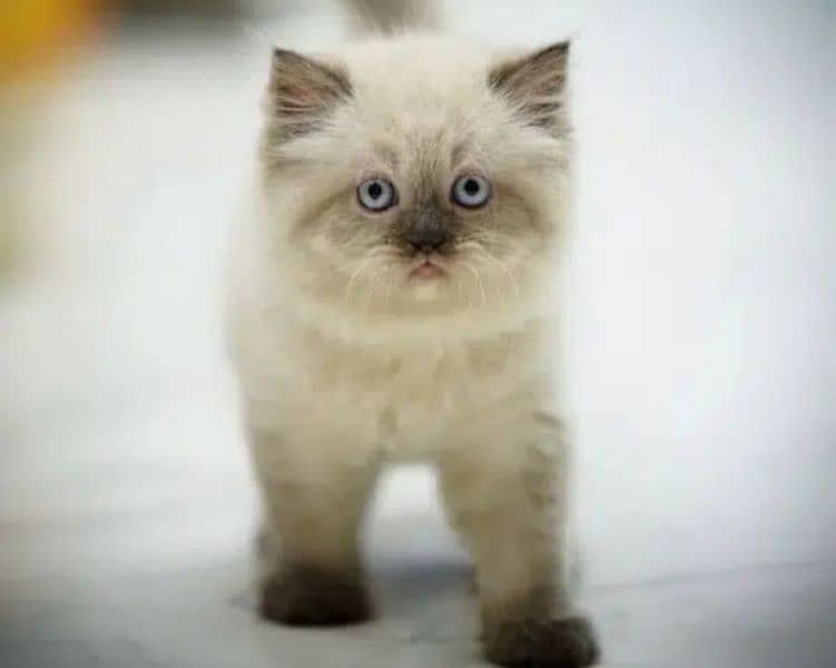Persian, Ragdoll, Siamese Kittens. 15