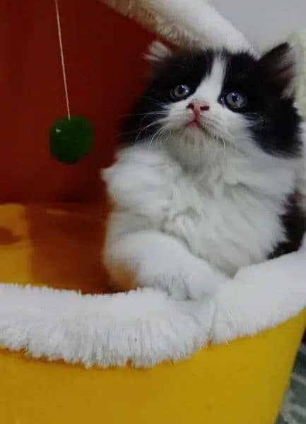 Persian, Ragdoll, Siamese Kittens. 18