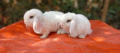 Punch face Holand lop bunnies
