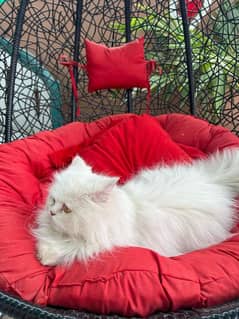 Persian white cat 0