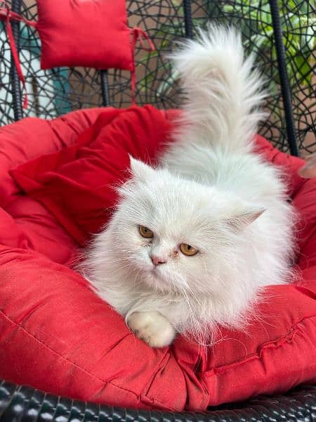 Persian white cat 1