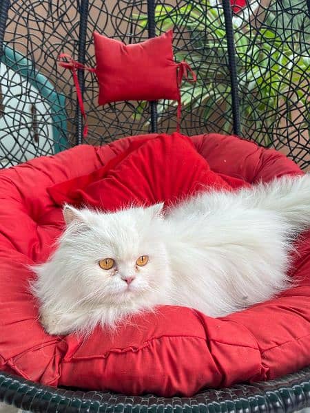 Persian white cat 3