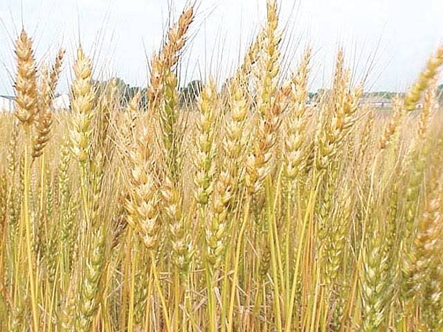 Wheat for sale 1