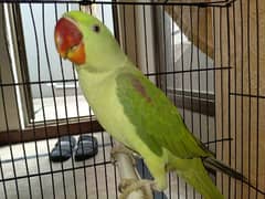 Fully handtame and home trained talking parrot for sale