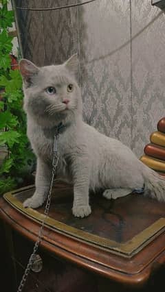 Persian cat male 2 different colors eyes