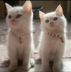 two male cat