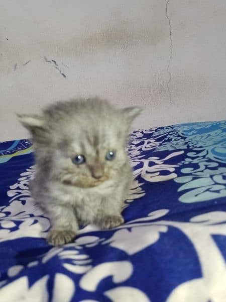 Percian Kitten Triple Coat for sale , Blue eyes 03198109155 2