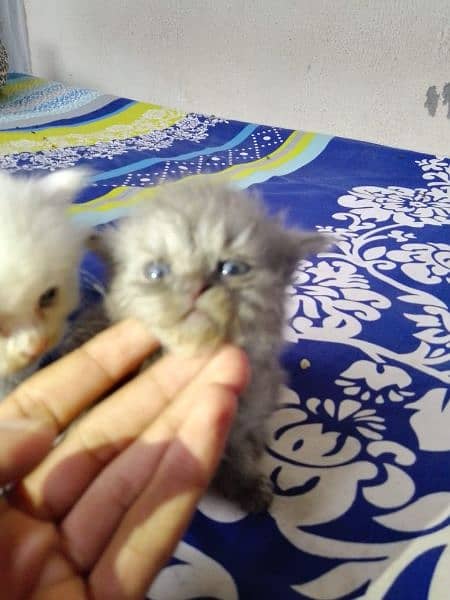 Percian Kitten Triple Coat for sale , Blue eyes 03198109155 3