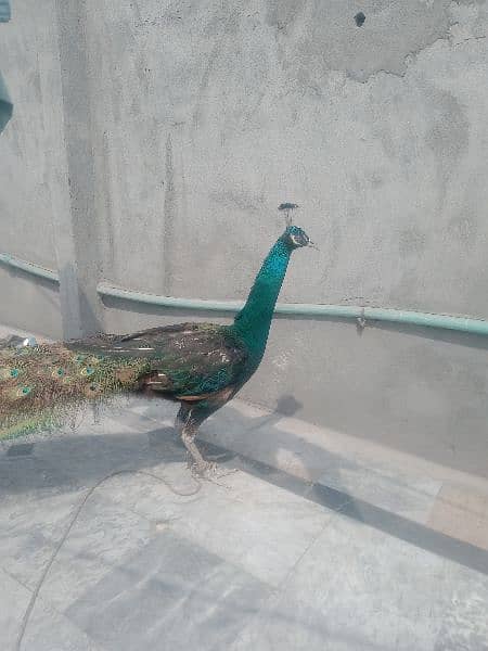 peacock for sale 2